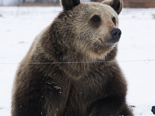 Медведь Вася , портфолио фотографа Сергея Рыжика, Rijik.ru